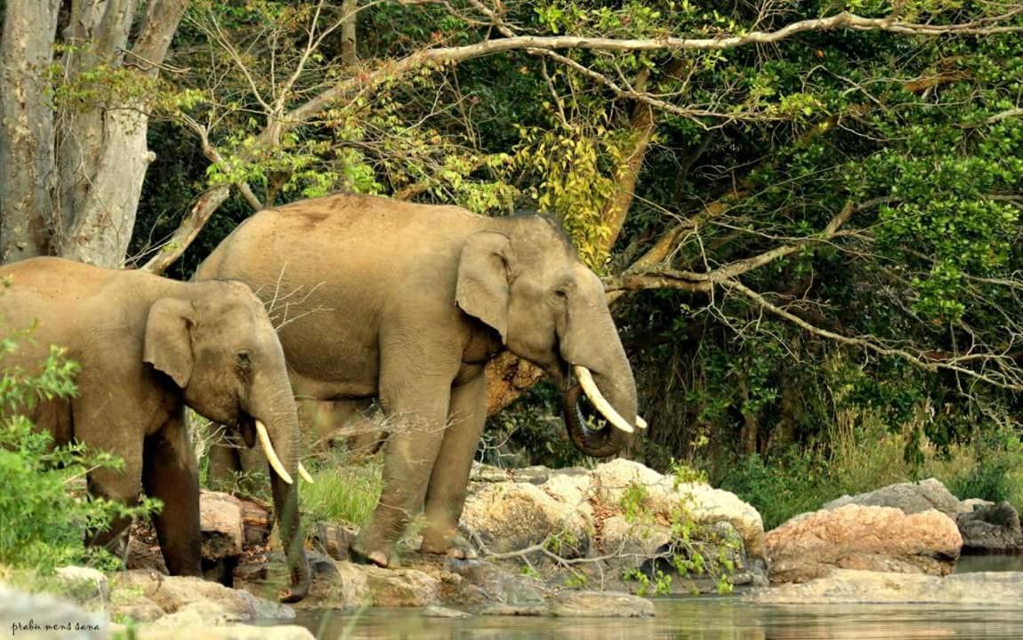 Kerala Wild Stay Kanthalloor Экстерьер фото