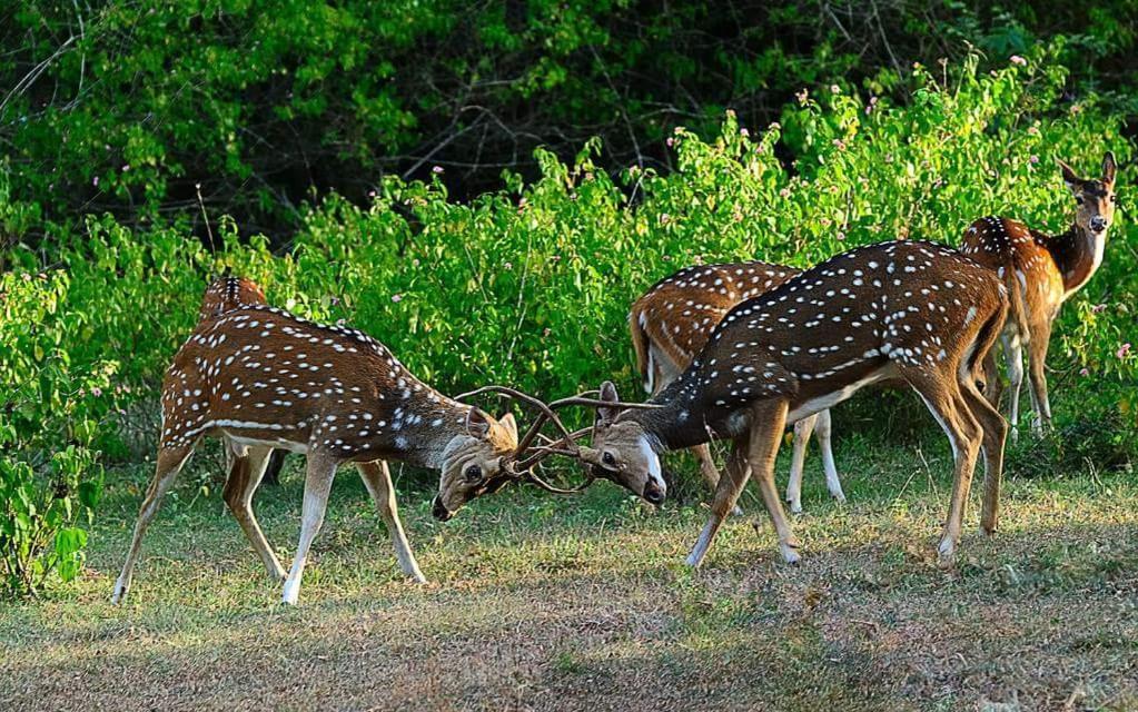 Kerala Wild Stay Kanthalloor Экстерьер фото